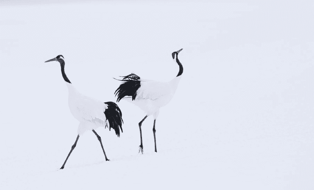 David Yarrow, ‘Hokkaido’, 2024, Print, Photograph, null, 