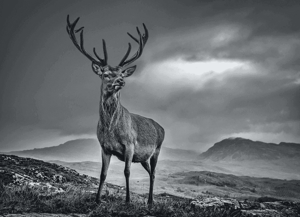 David Yarrow, ‘Homeland’, 2020, Print, Archival Pigment Print, null, Numbered