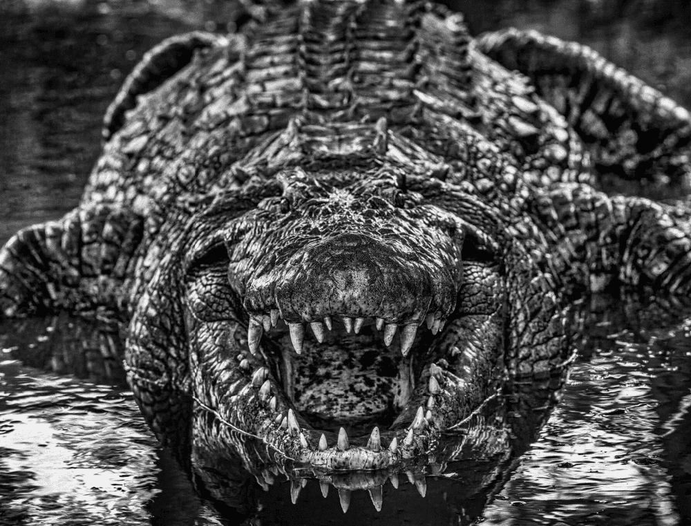 David Yarrow, ‘Jurassic Park’, 2024, Print, Archival Pigment Print, null, 