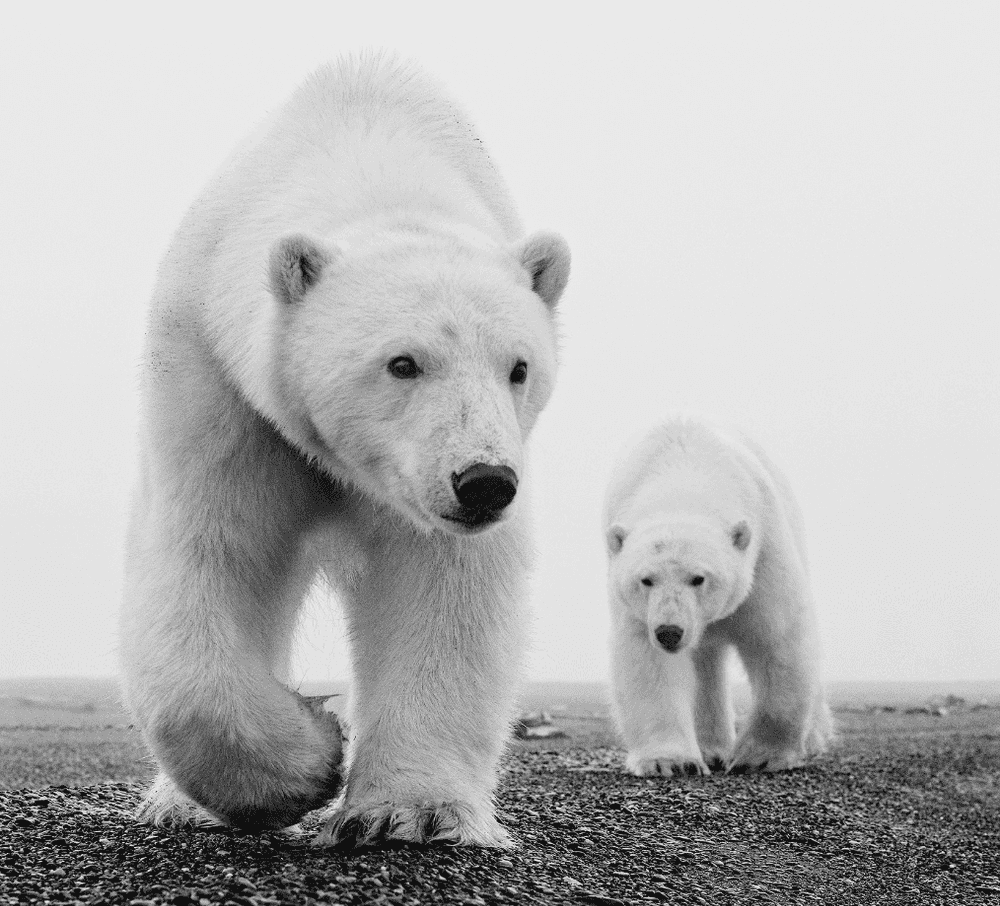 David Yarrow, ‘Kaktovik’, 2025, Print, Archival Pigment Print, null, 