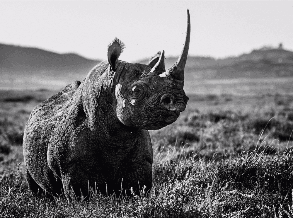 David Yarrow, ‘Kifaru’, 2014, Print, Archival Pigment Print, null, 
