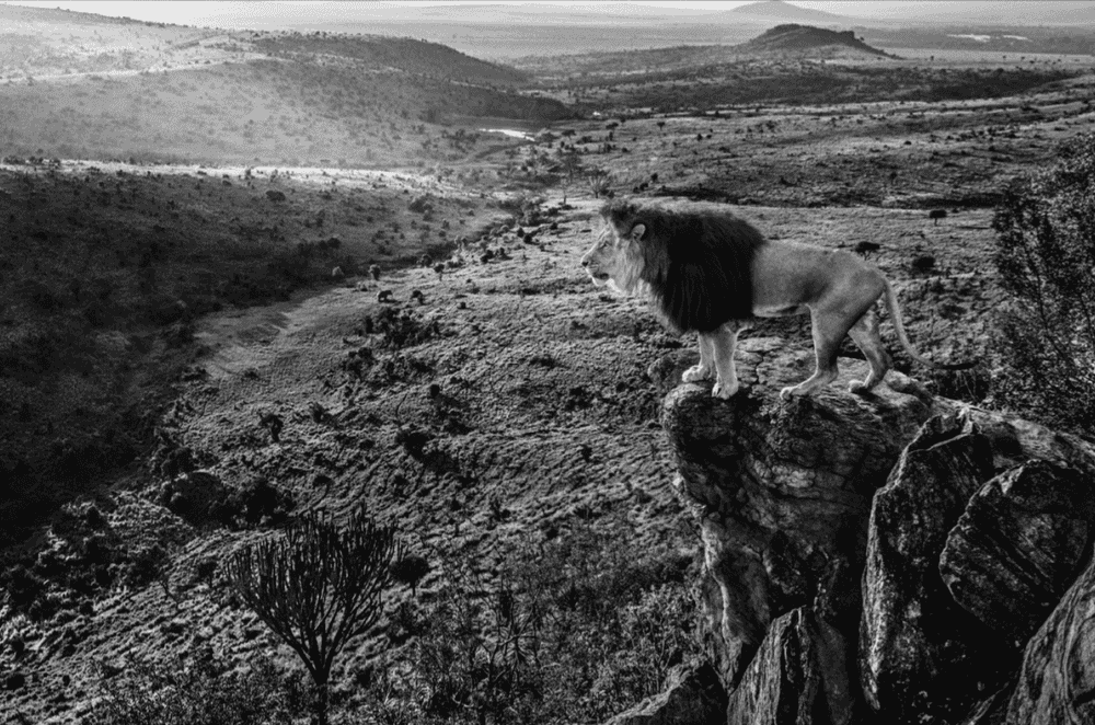 David Yarrow, ‘King Of Kings ’, 2019, Print, Archival Pigment Photograph, null, 