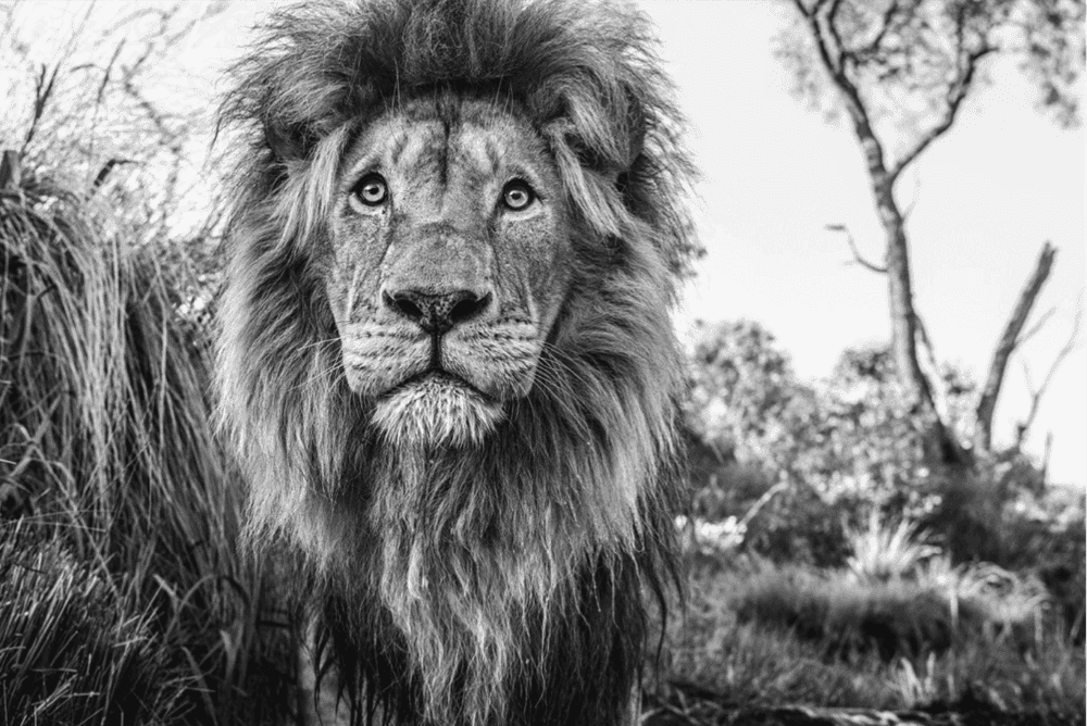 David Yarrow, ‘Kingdom’, 2019, Print, Archival Pigment Print, null, 
