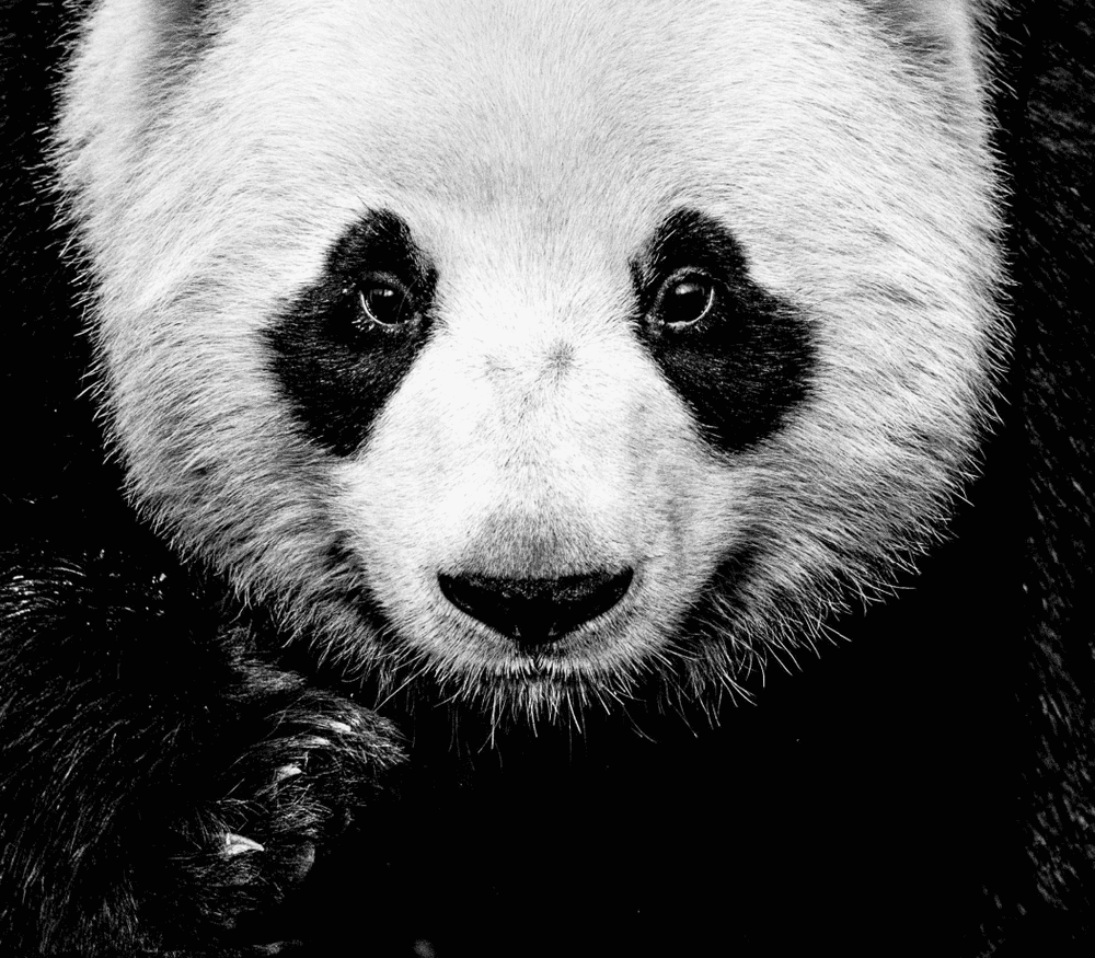 David Yarrow, ‘Kung Fu Panda’, 2016, Print, Archival Pigment Print, null, Numbered