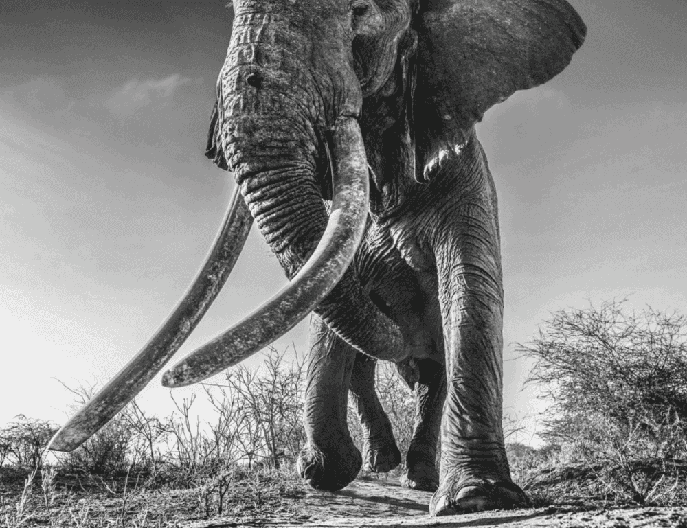 David Yarrow, ‘Lugard’, 2017, Print, Photographic Print, null, 