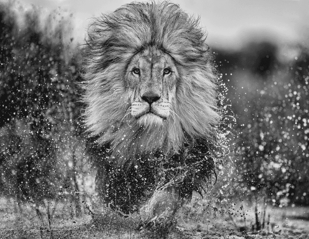 David Yarrow, ‘Marshlands II’, 2023, Print, Archival Pigment Print, null, 