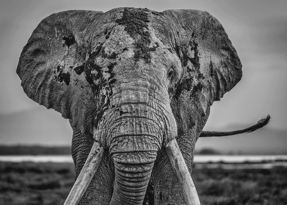 David Yarrow, ‘Mud’, 2020, Print, Archival Pigment Print, null, 