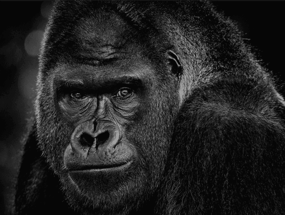 David Yarrow, ‘My Dear Watson’, 2023, Print, Archival Pigment Print, null, 