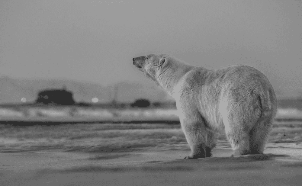 David Yarrow, ‘My Place Or Yours ’, 2016, Print, Archival Pigment Print, null, 