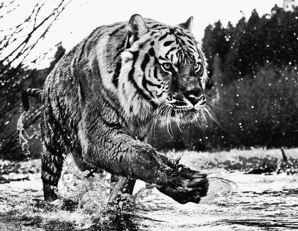 David Yarrow, ‘Mystic River’, 2015, Print, Archival Pigment Print, null, 