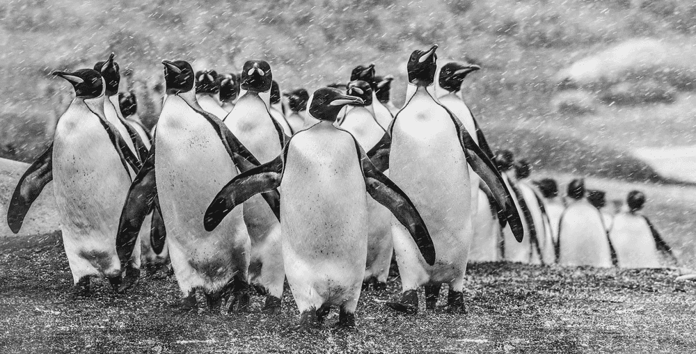 David Yarrow, ‘Napoleon’, 2018, Print, Archival Pigment Print, null, 