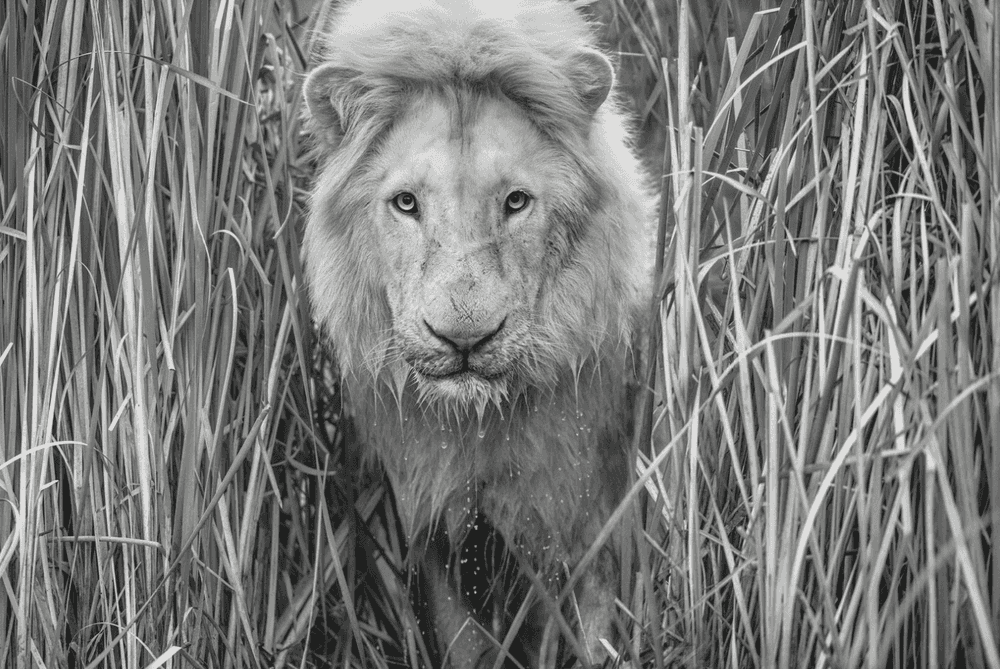 David Yarrow, ‘Narnia’, 2019, Print, Archival Pigment Print, null, 