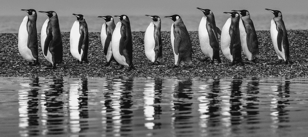 David Yarrow, ‘Ocean's Eleven’, 2018, Print, Photographic Print, null, 