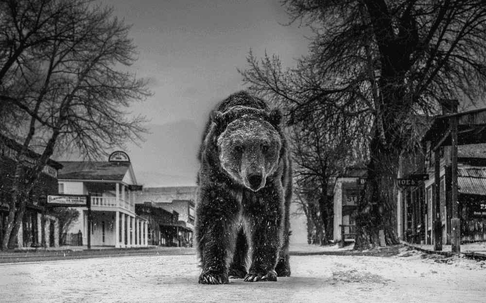 David Yarrow, ‘Out of Towner’, 2019, Print, Archival Pigment Print, null, 