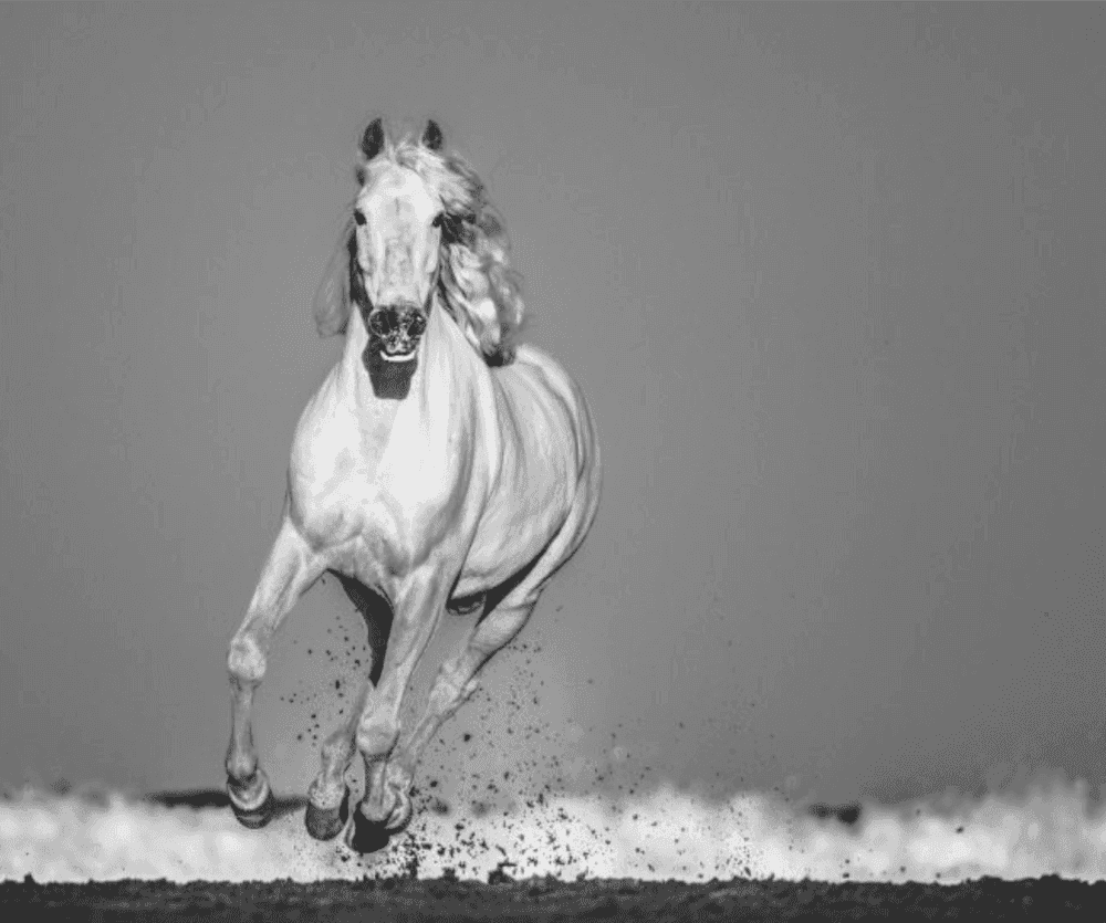 David Yarrow, ‘Pegasus’, 2019, Print, Archival Pigment Photograph, null, 