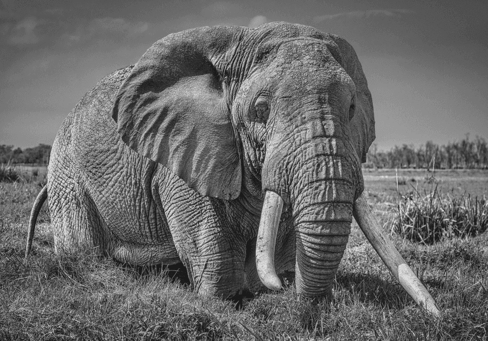 David Yarrow, ‘Pirate’, 2020, Print, Digital Pigment Print on Archival 315gsm Hahnemuhle Photo Rag Baryta Paper, null, Numbered