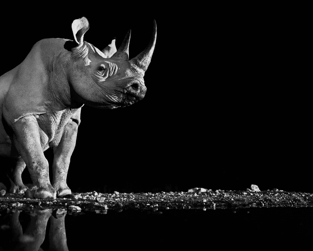 David Yarrow, ‘Precious’, 2013, Print, Photography, null, Numbered