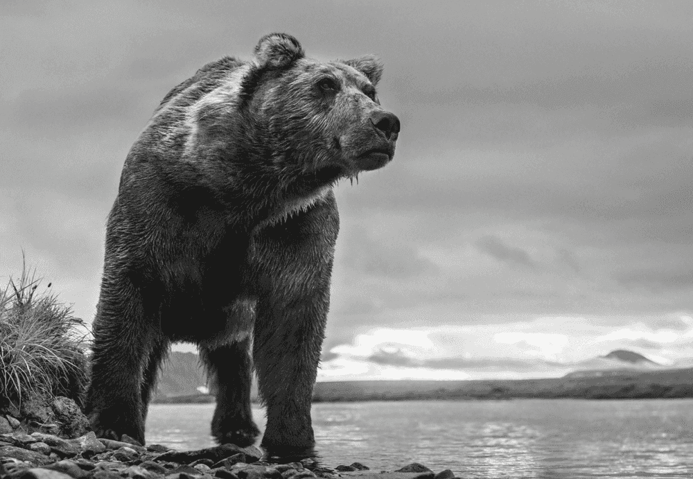 David Yarrow, ‘Predator’, 2018, Print, Archival Pigment Print, null, 