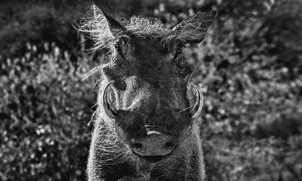 David Yarrow, ‘Pumbaa’, 2018, Print, Archival Pigment Print, null, Numbered