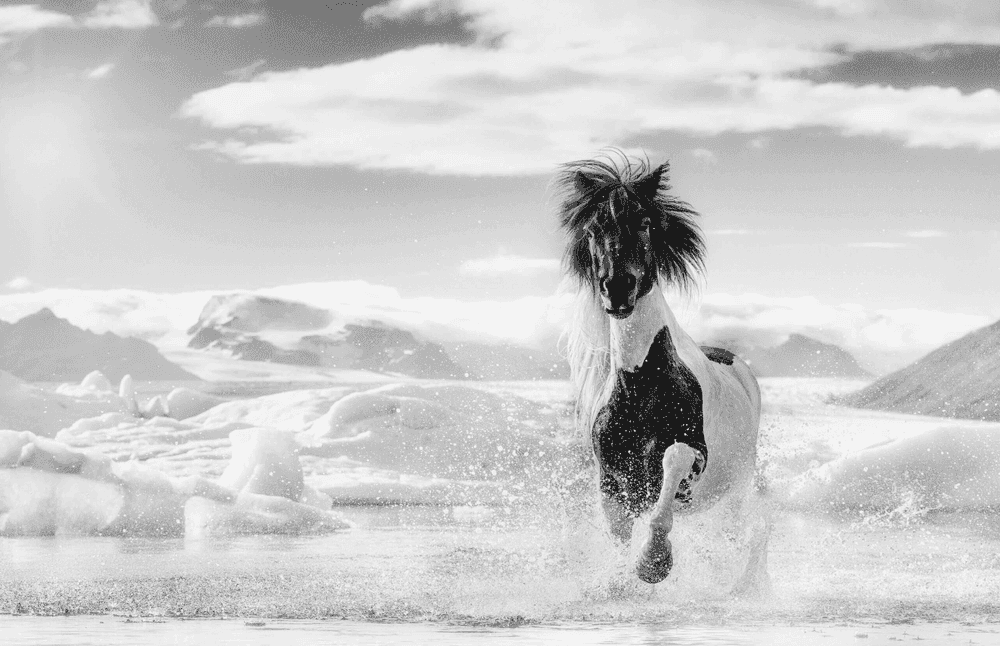 David Yarrow, ‘Punk’, 2020, Print, Archival Pigment Print, null, 