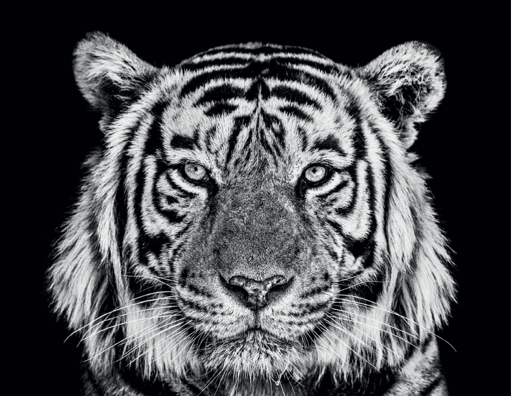 David Yarrow, ‘Rajasthan’, 2019, Print, Archival Pigment Print, null, Numbered