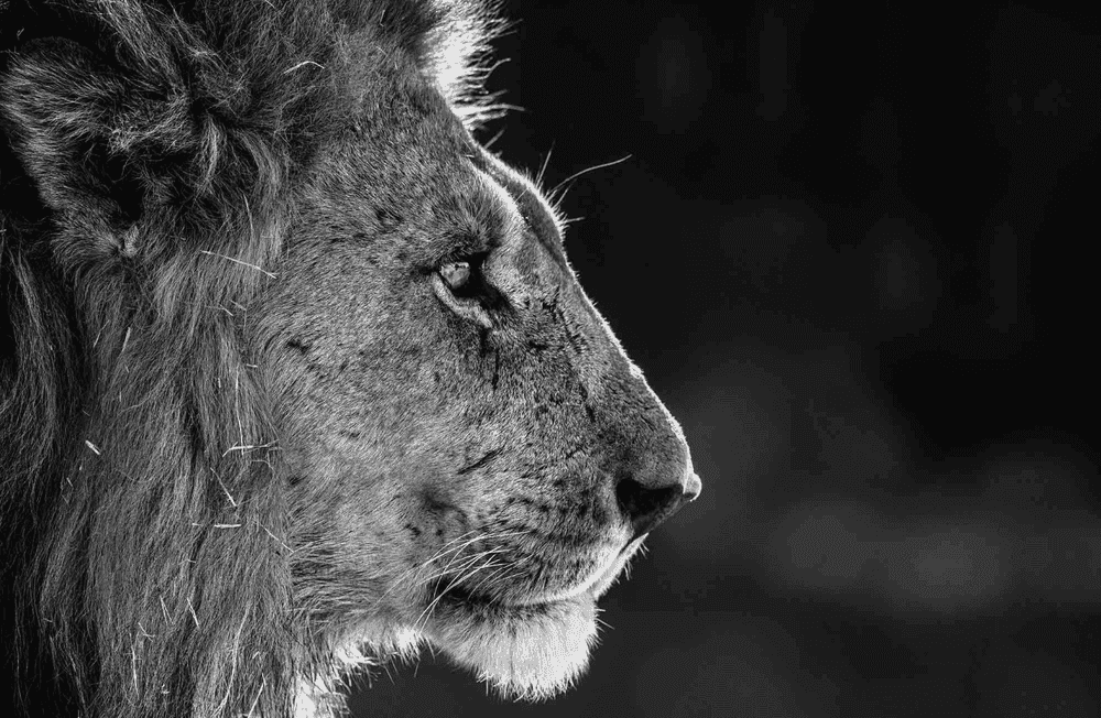 David Yarrow, ‘Savute’, 2019, Print, Archival Pigment Print, null, 