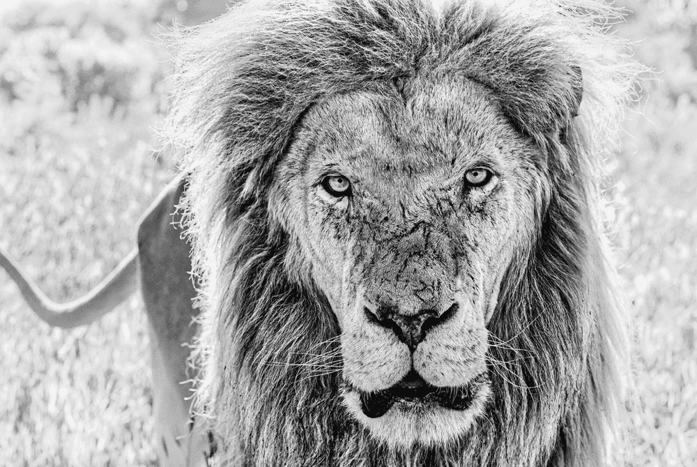David Yarrow, ‘Scarface’, 2015, Print, Archival Pigment Print, null, Numbered