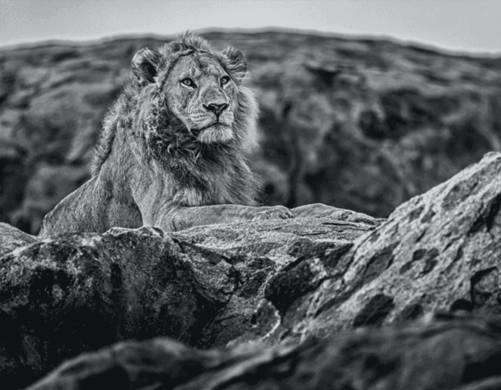 David Yarrow, ‘Serengeti’, 2019, Print, Photograph, null, 