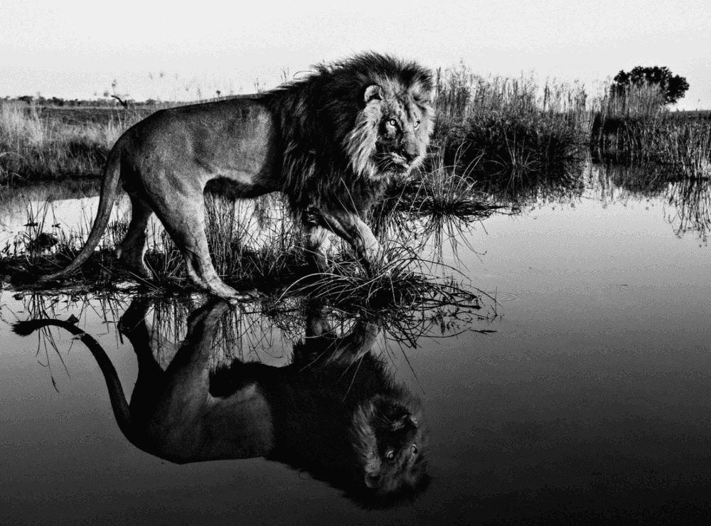 David Yarrow, ‘Serenity’, 2014, Print, Archival Pigment Print, null, 