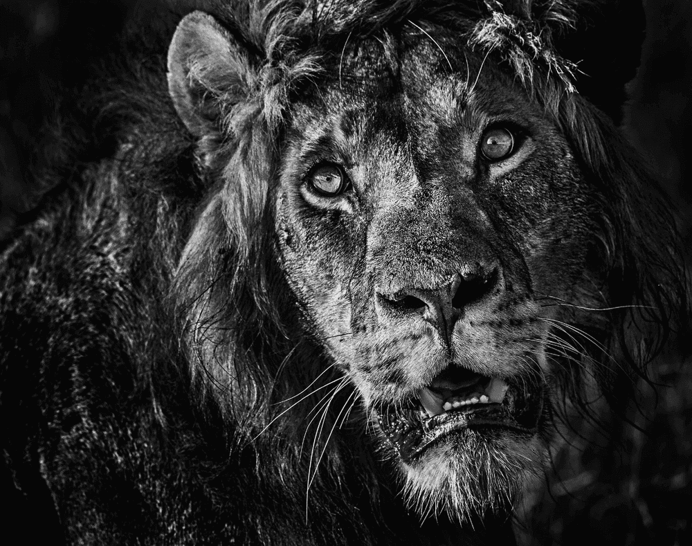David Yarrow, ‘Simba’, 2019, Print, Photographic Print, David Yarrow, 