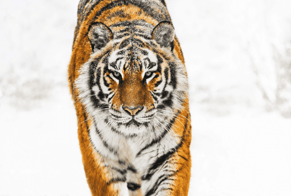 David Yarrow, ‘Snowcat’, 2024, Print, Photographic Print, null, Numbered