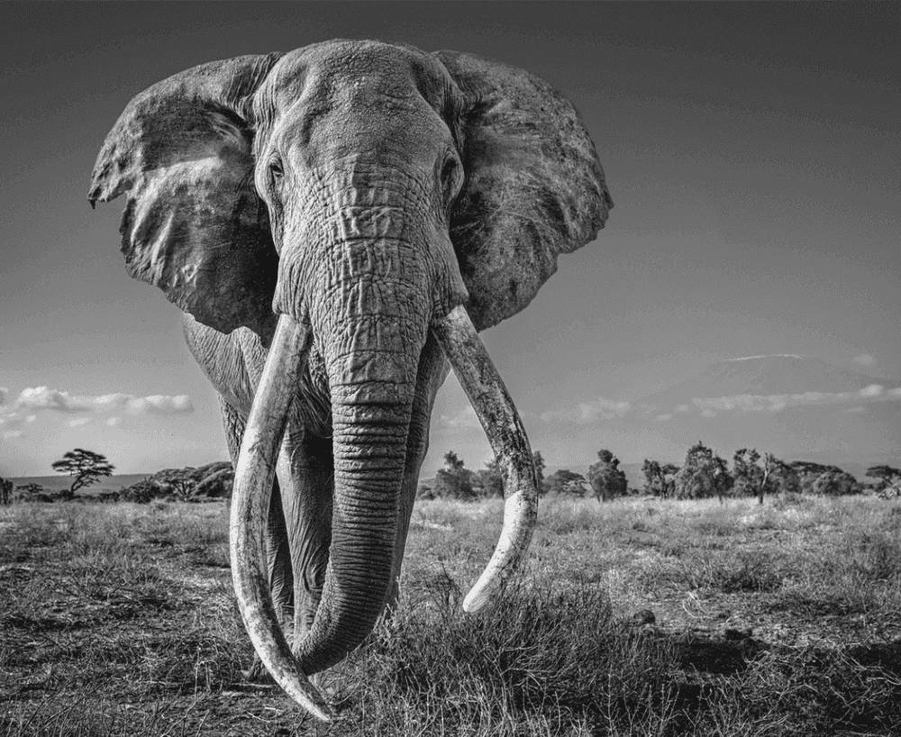 David Yarrow, ‘Space for Giants’, 2020, Print, Archival Pigment Print, null, Numbered