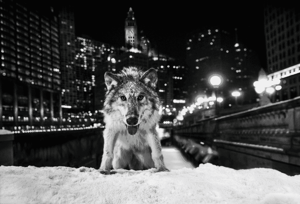 David Yarrow, ‘Sweet Home Chicago’, 2017, Print, Archival Pigment Print, null, 