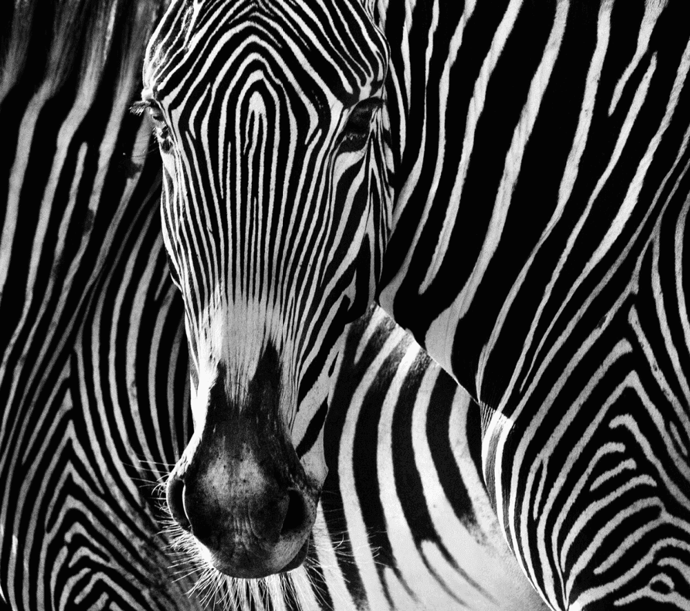 David Yarrow, ‘The Puzzle’, 2013, Print, Archival Pigment Print, null, 