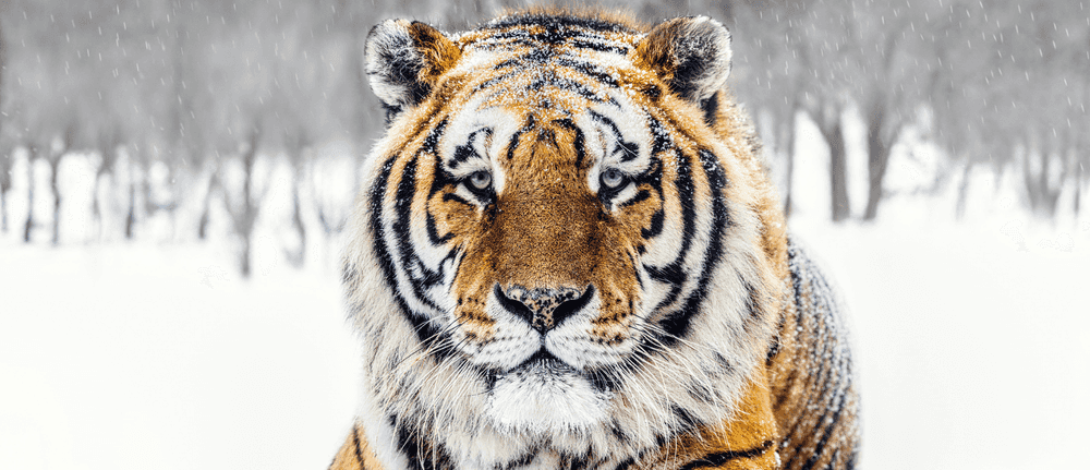 David Yarrow, ‘The Siberian’, 2024, Print, Archival Pigment Print, null, 