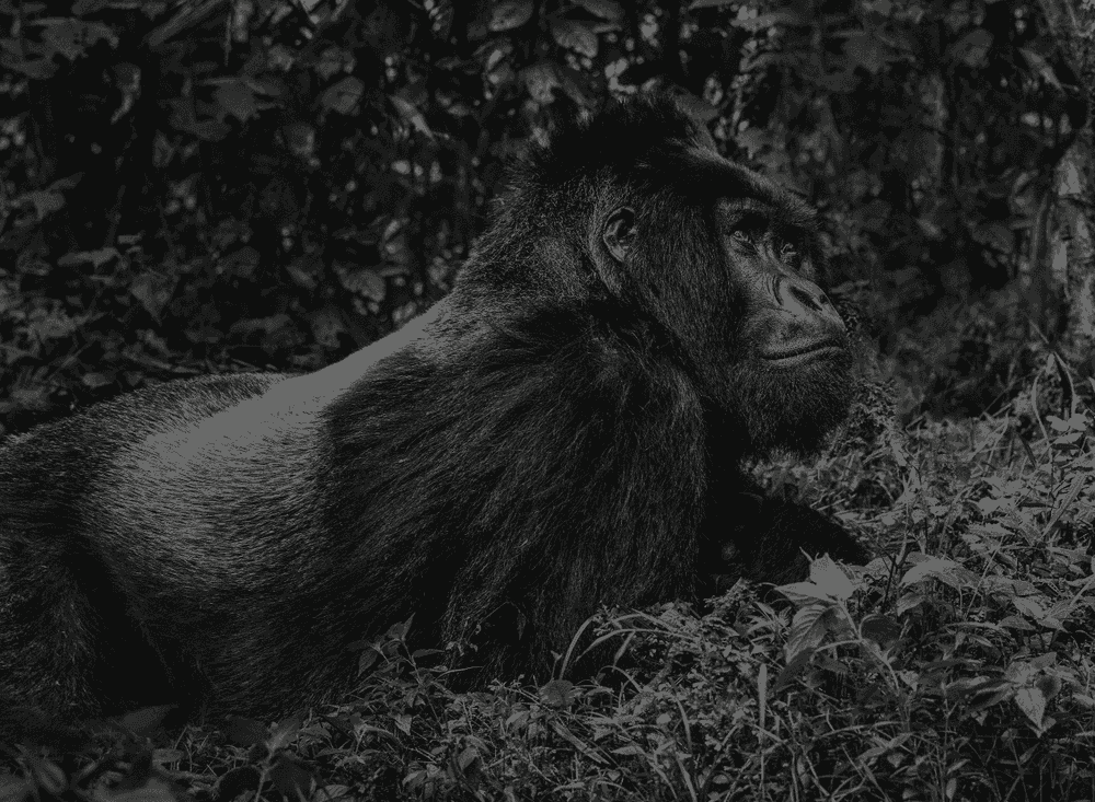 David Yarrow, ‘The Silverback’, 2017, Print, Archival Pigment Print, null, Numbered, Dated
