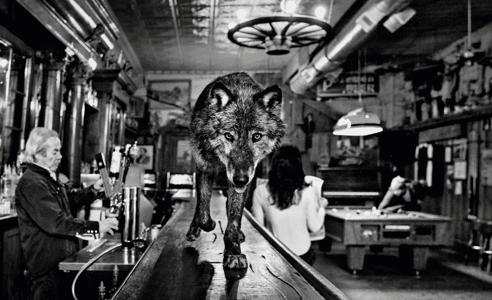 David Yarrow, ‘The Wolf Of Main St’, 2015, Print, Archival Pigment Print, null, Numbered, Dated