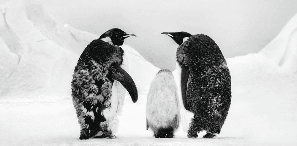 David Yarrow, ‘Who's Going To Tell Him’, 2022, Print, Archival Pigment Print, null, 