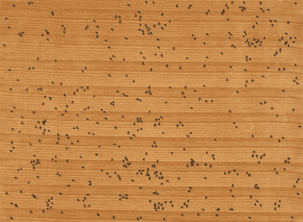 Ed Ruscha, ‘Black Ants from the Insects Portfolio’, 1972, Print, Screenprint in colours, on paper-backed wood veneer, null, Numbered, Dated