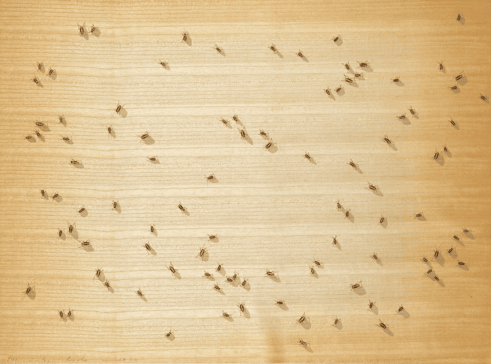 Ed Ruscha, ‘Cockroaches’, 1972, Print, 4-color screenprint on paper-backed wood veneer, Published by Multiples, Inc.,, Dated