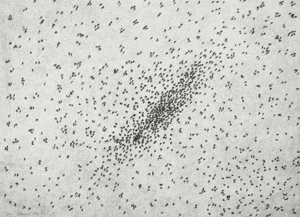 Ed Ruscha, ‘Insect Slant (Ants)’, 1973, Print, Lithograph and screenprint, on Rives BFK paper, null, Numbered