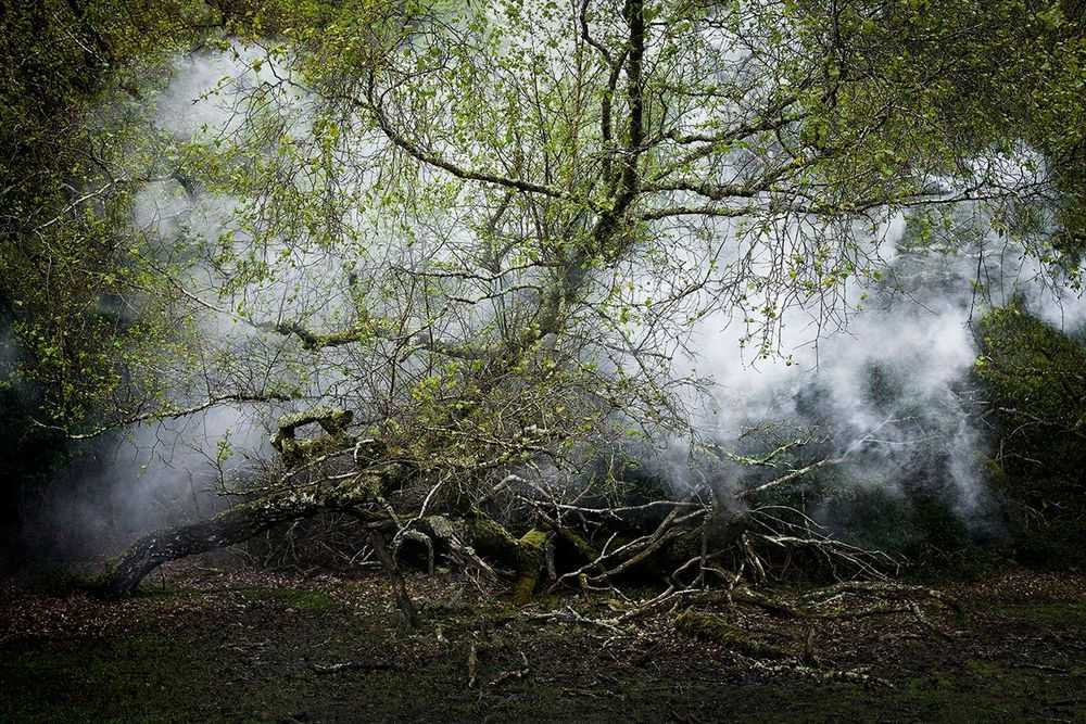 Ellie Davies, ‘Between The Trees 13 (Large)’, 2014, Print, C-Type Lightjet Print, null, 
