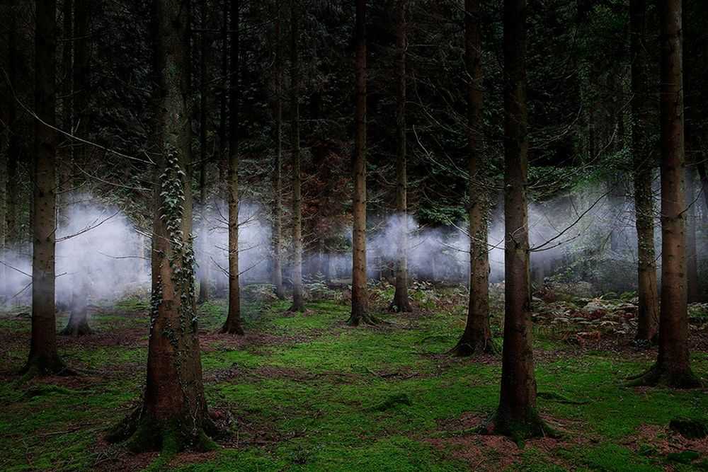 Ellie Davies, ‘Between The Trees 1 (Small)’, 2013, Print, C-Type Lightjet Print, null, 