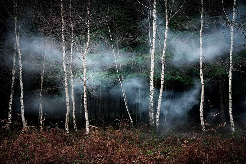 Ellie Davies, ‘Between The Trees 2 (Small)’, 2013, Print, C-Type Lightjet Print, null, 