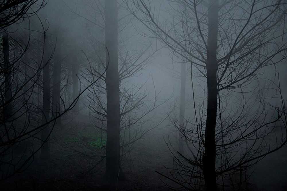 Ellie Davies, ‘Between The Trees Tryptic 1 (Small)’, 2013, Print, C-Type Lightjet Print, null, 