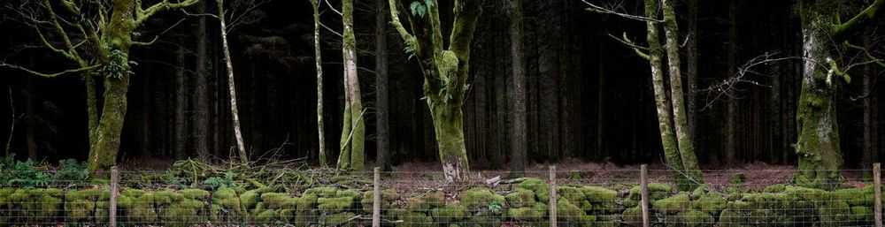 Ellie Davies, ‘Silent, Dark and Deep 11 (Large)’, 2009, Print, C-Type Lightjet Print, null, 