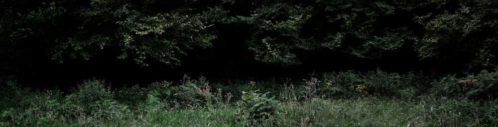 Ellie Davies, ‘Silent, Dark and Deep 2 (Large)’, 2009, Print, C-Type Lightjet Print, null, 