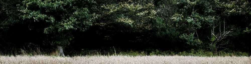 Ellie Davies, ‘Silent, Dark and Deep 3 (Large)’, 2009, Print, C-Type Lightjet Print, null, 
