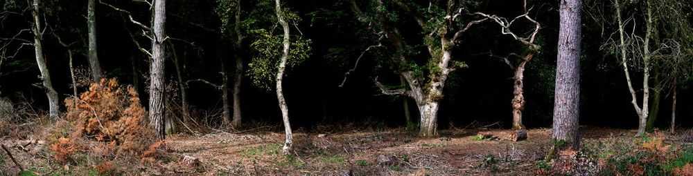 Ellie Davies, ‘Silent, Dark and Deep 8 (Small)’, 2009, Print, C-Type Lightjet Print, null, 