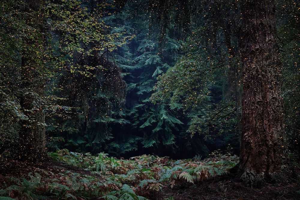 Ellie Davies, ‘Stars 13 (Large)’, 2015, Print, C-Type Lightjet Print, null, 